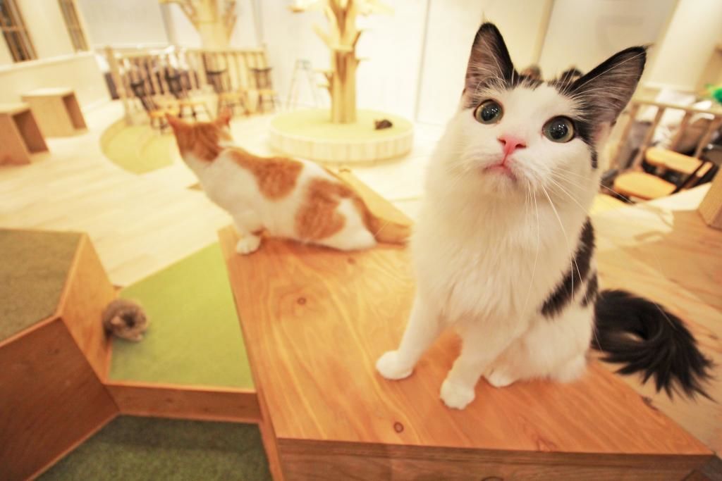 島根県猫カフェおすすめスポット 島根 出雲で可愛い猫に会える猫カフェのご紹介 Petodekake