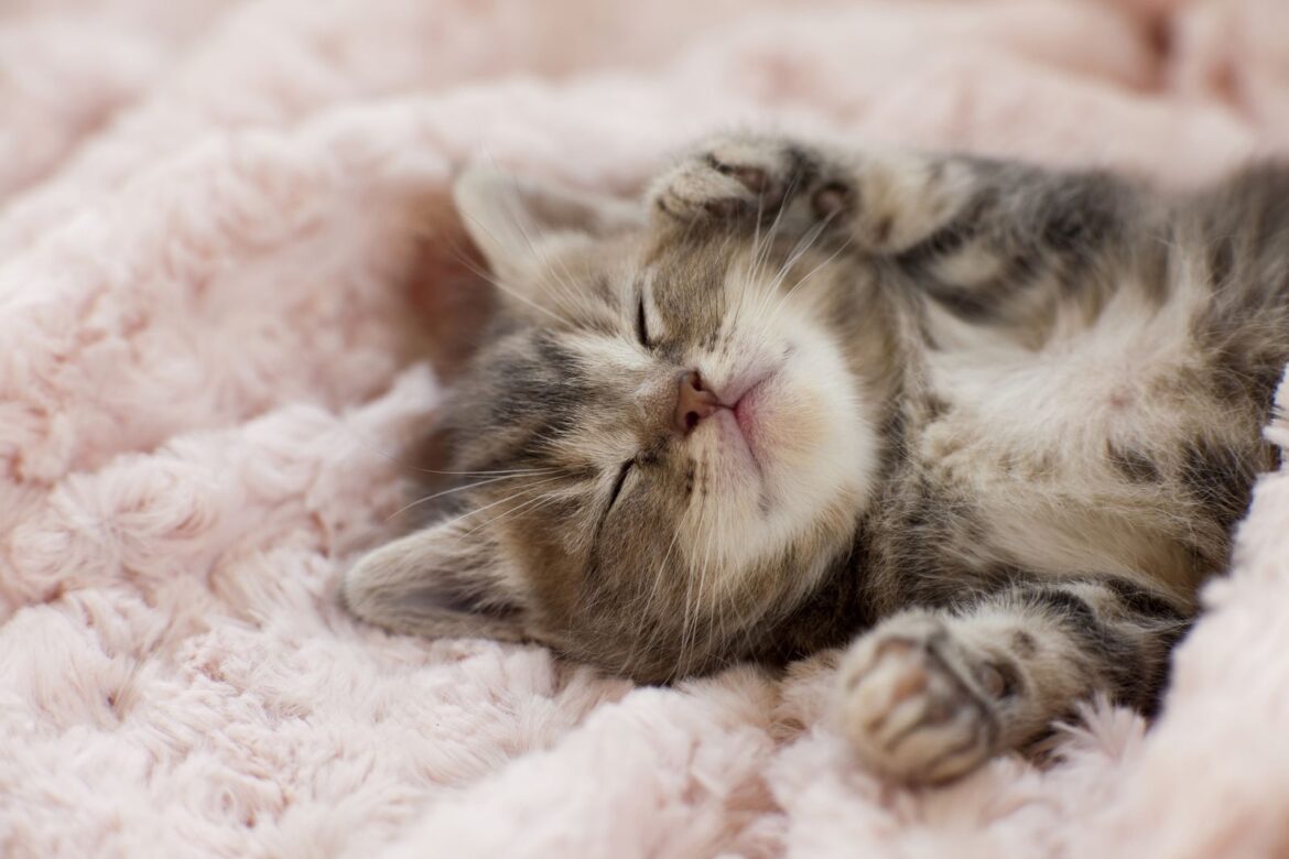 697760ae77e7f-3193-44b8-b084-47f75180baad_l