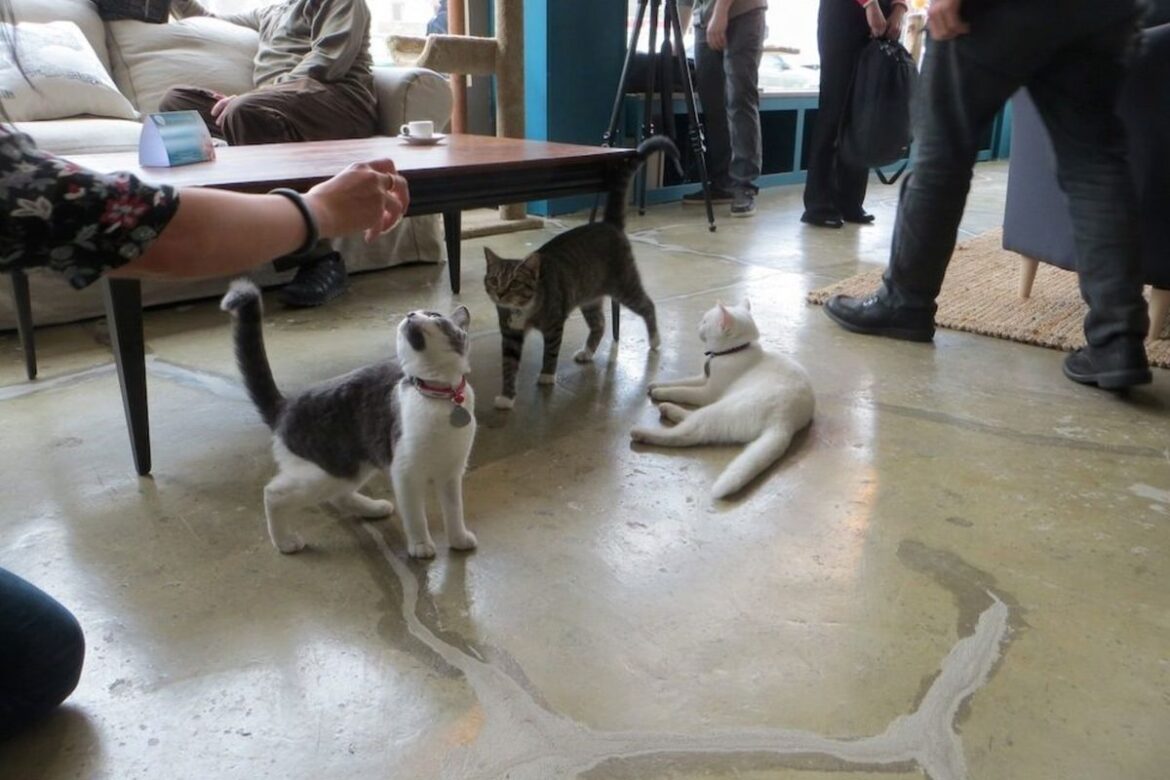 cat-cafe-nyc.0