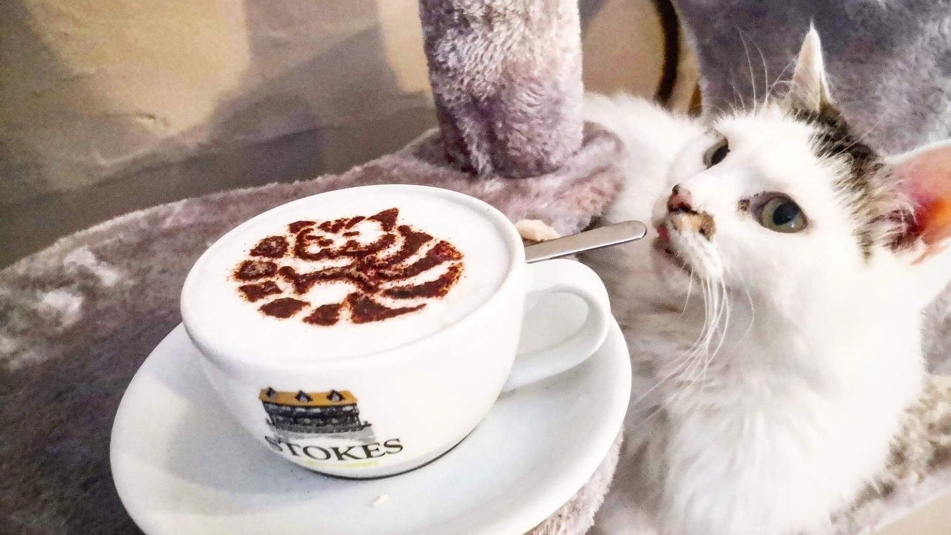 福岡県猫カフェおすすめスポット 福岡で可愛い猫に会える猫カフェのご紹介 Petodekake