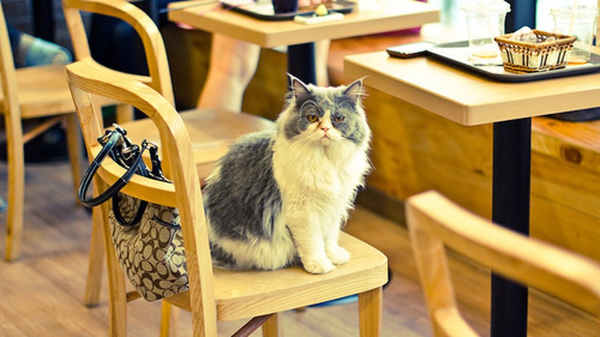 catcafe.0