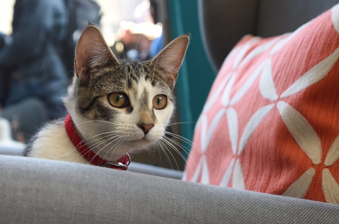 catchair-e1563821793931