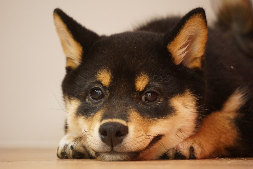 長崎県犬可ホテルまとめ 長崎でペットと泊まれる旅館も以外に豊富 ペットとお出かけ