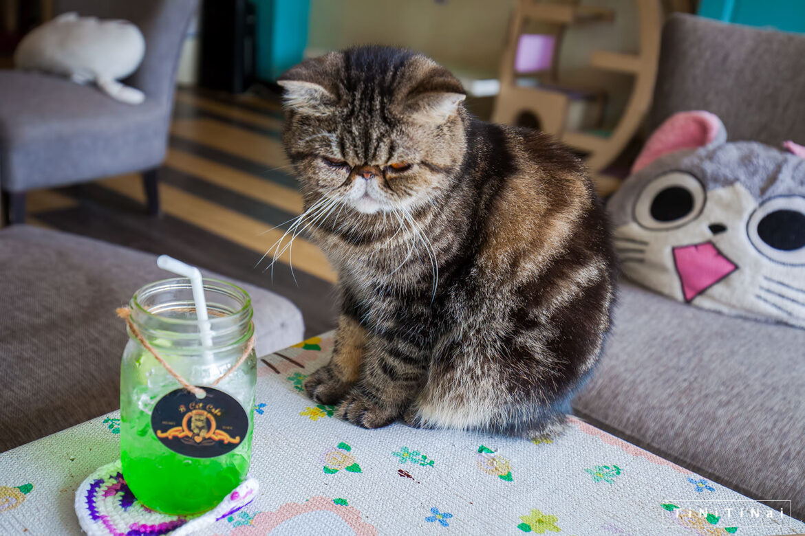 佐賀県猫カフェおすすめスポット 佐賀で可愛い猫に会える猫カフェのご紹介 ペットとお出かけ