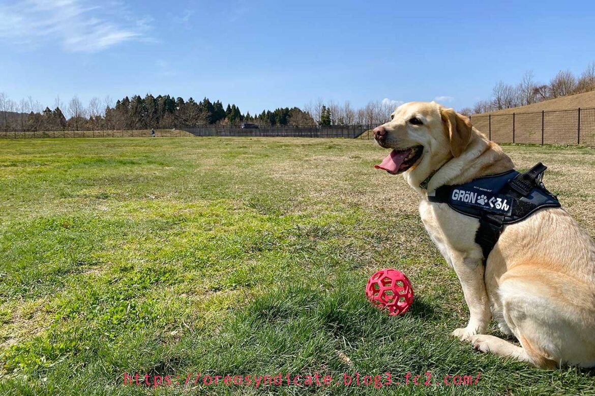 200321dogrun3