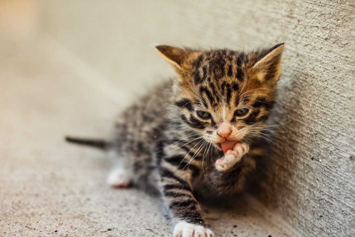 猫用爪切り ペットとお出かけ