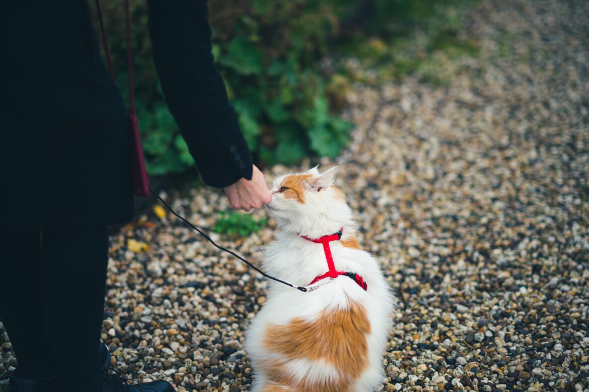 ayelt-van-veen-NO55jI1tSJY-unsplash