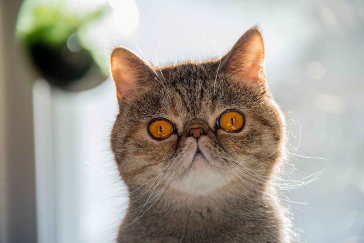 dan-wayman-tfjKJ_gN39E-unsplash