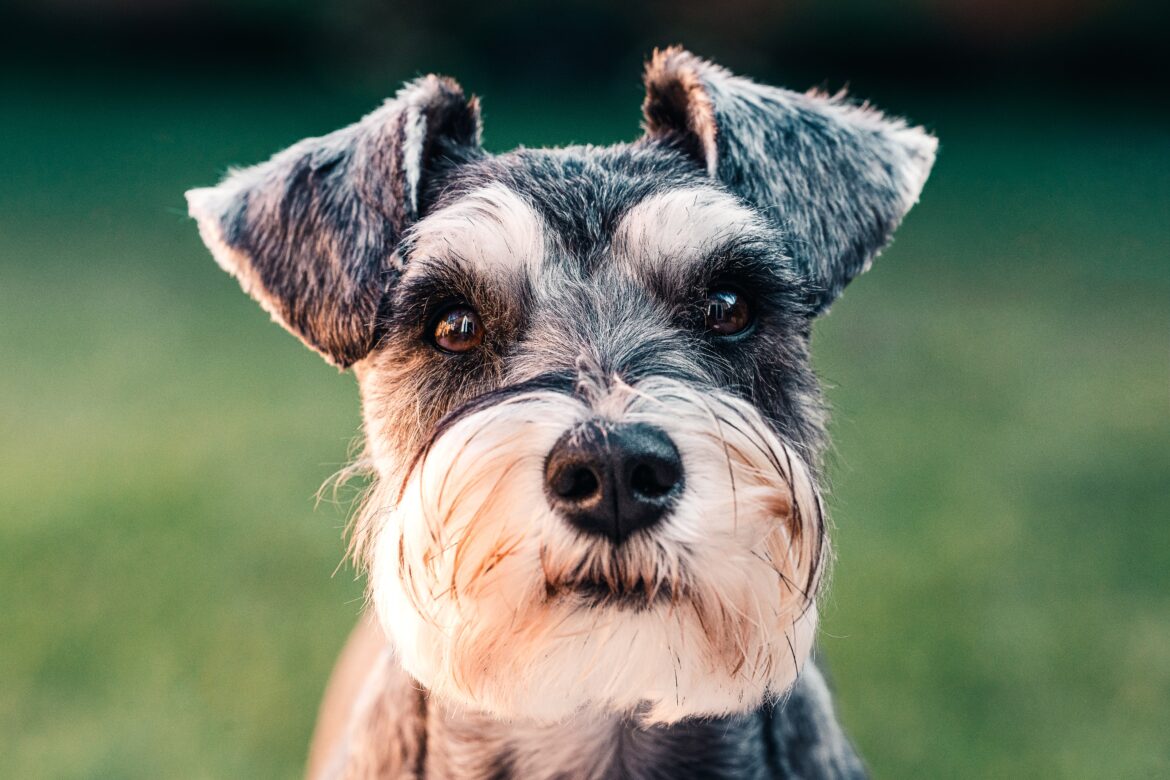 sebastian-coman-travel-JgKfmp9uq9w-unsplash