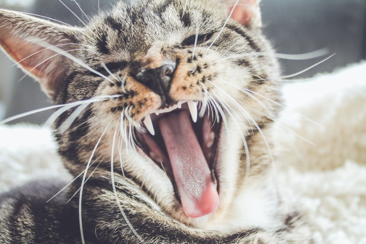 猫はなぜ玄関に向かって鳴くのか?猫の出迎えと見送りの秘密とは ペットとお出かけ 猫はなぜ玄関に向かって鳴くのか?猫の出迎えと見送りの秘密とは ペットとお出かけ