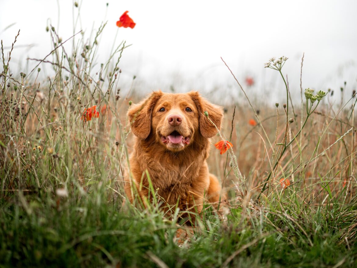 jamie-street-VETPuVqsqnQ-unsplash