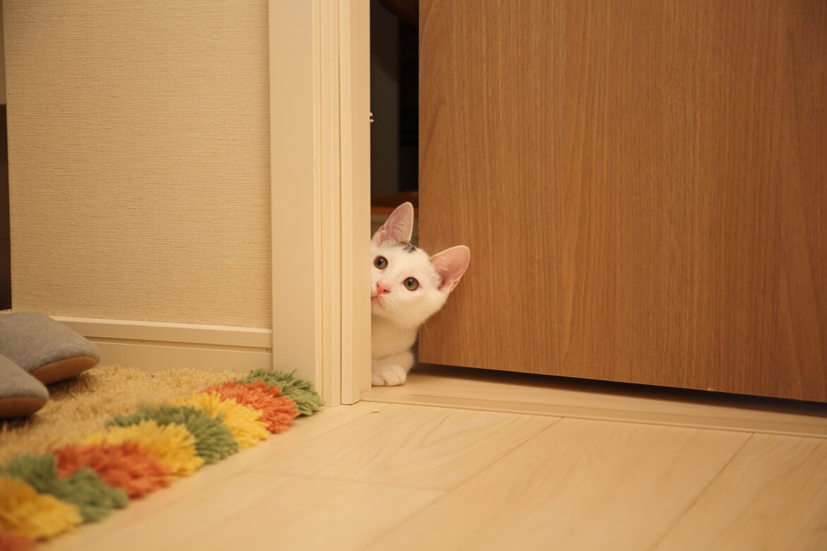 猫はなぜ玄関に向かって鳴くのか?猫の出迎えと見送りの秘密とは ペットとお出かけ 猫はなぜ玄関に向かって鳴くのか?猫の出迎えと見送りの秘密とは ペットとお出かけ