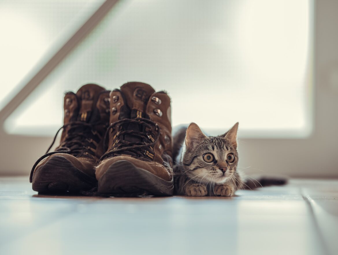 leon-seibert-cwy90fRMbrQ-unsplash