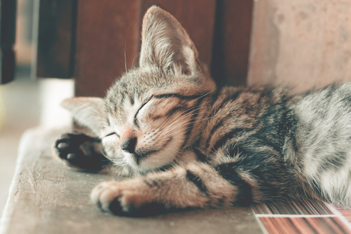 Instagramで人気の猫アカウント１５選 海外でも人気のネコをランキング形式でご紹介 ペットとお出かけ