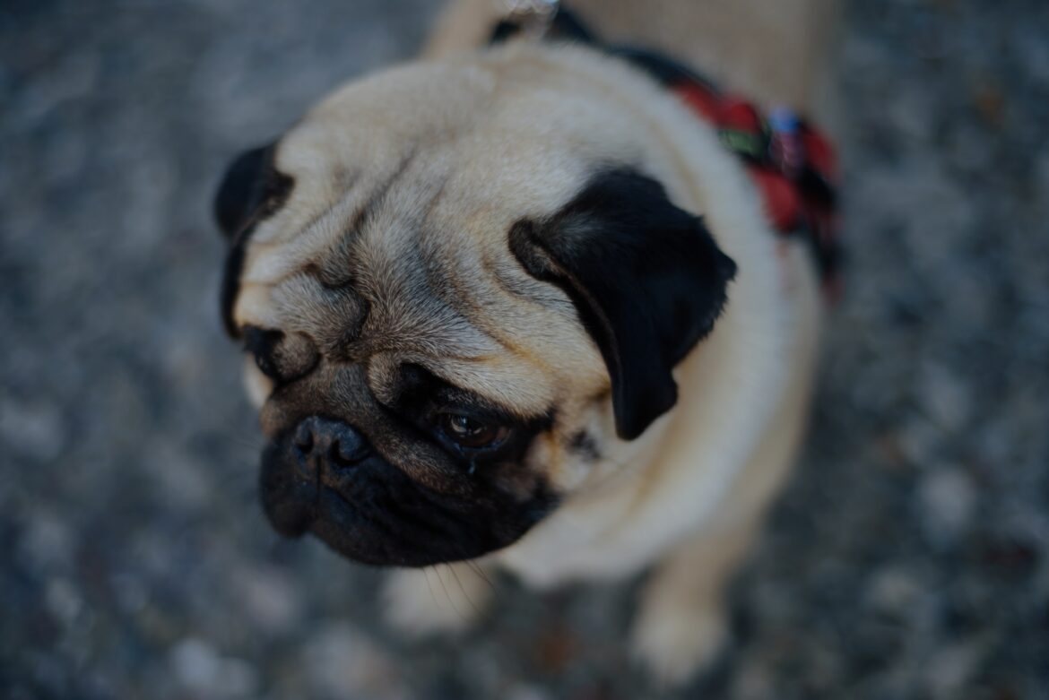 なぜ犬は嬉しそうに穴を掘るのか 穴を埋める理由とともに ペットとお出かけ なぜ犬は嬉しそうに穴を掘るのか 穴を埋める理由とともに ペットとお出かけ