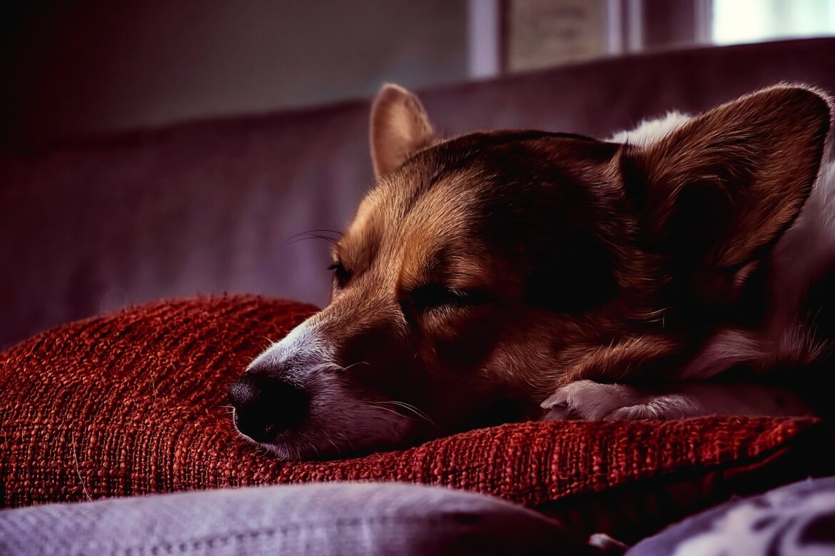 dog-2506271_1920