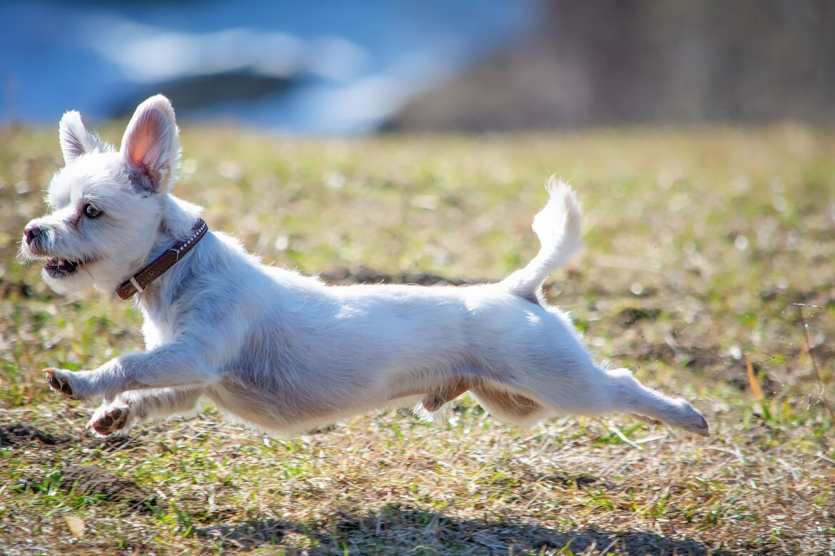 dog-4095742_1920