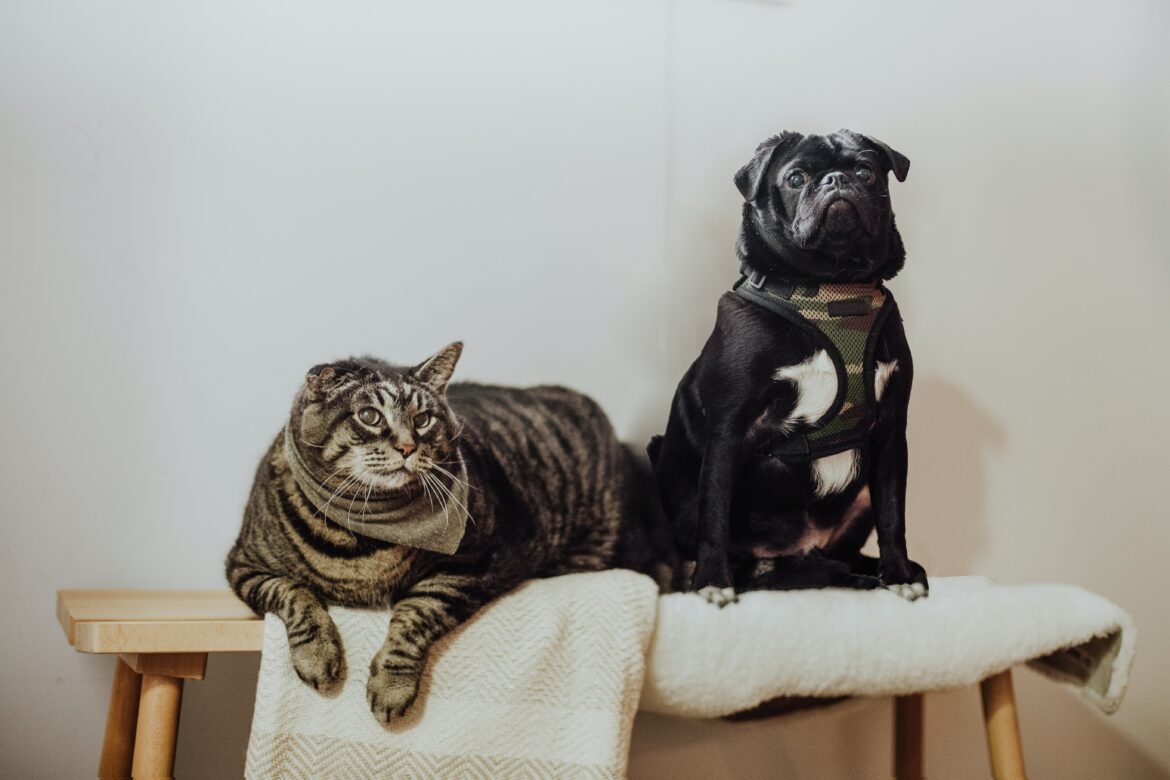 dog with cat