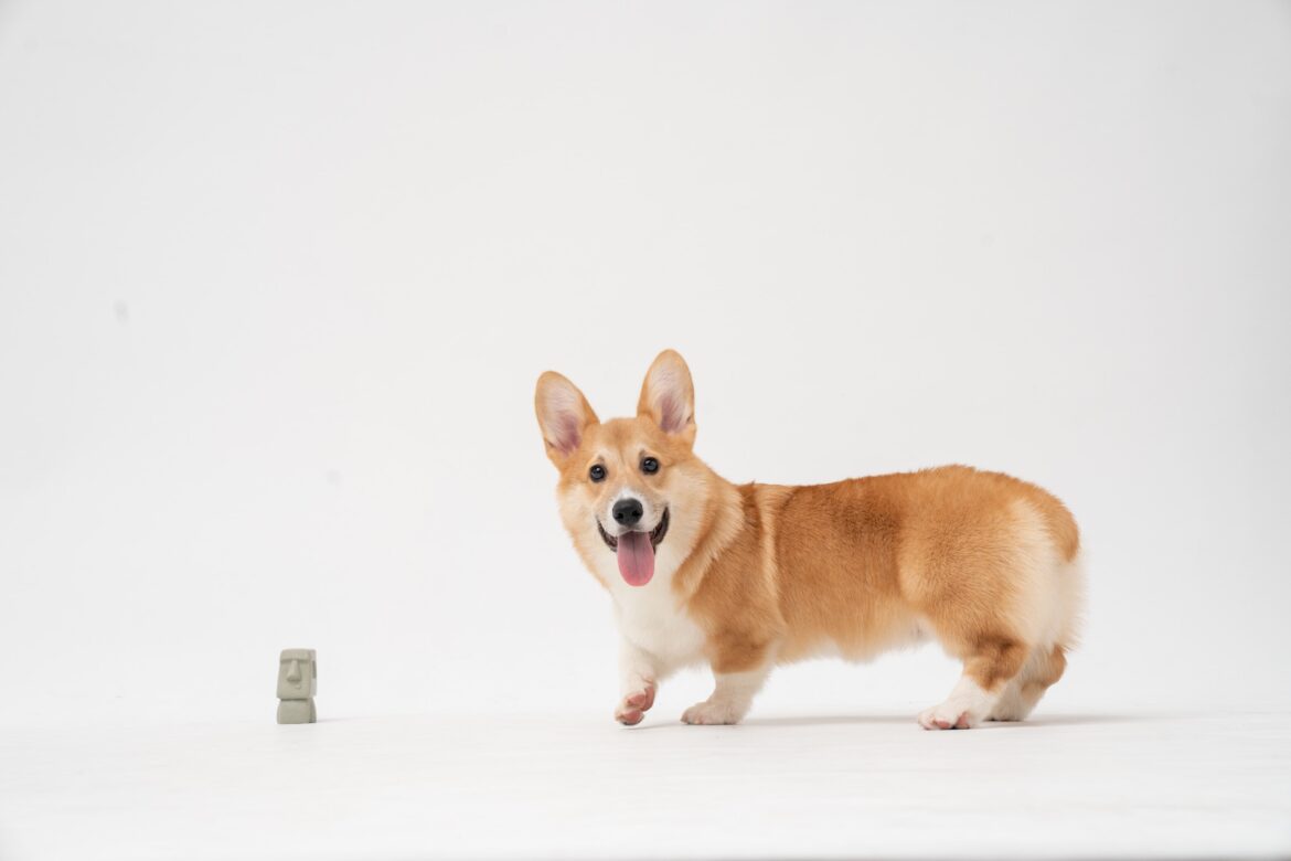 dog_corgi