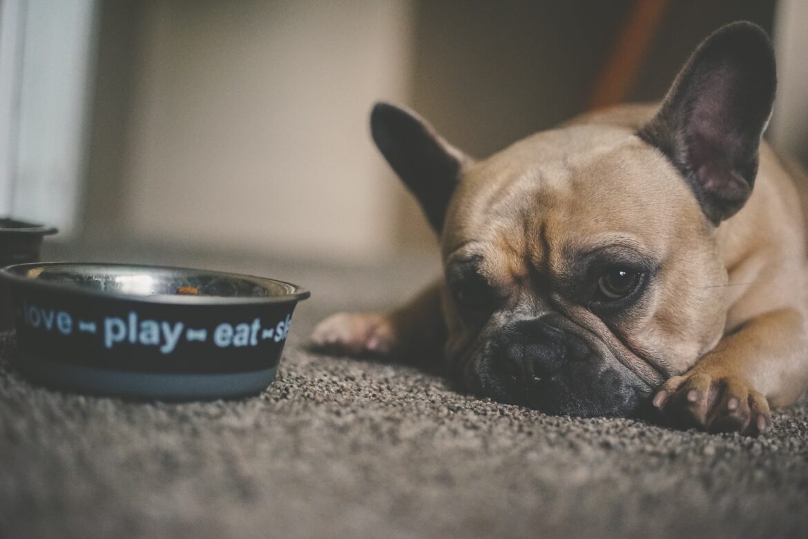 dog_foodplate
