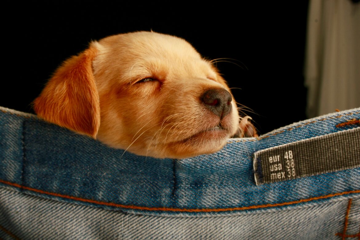dog_labrador