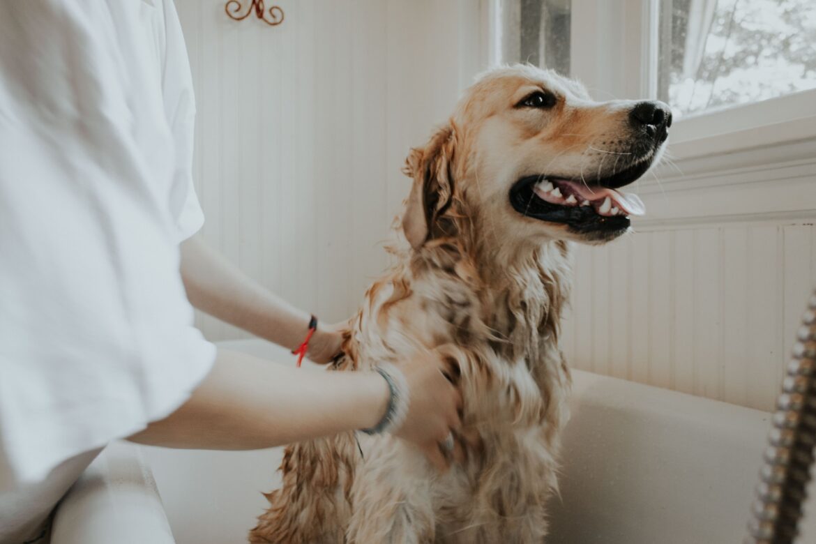 dog_shampoo