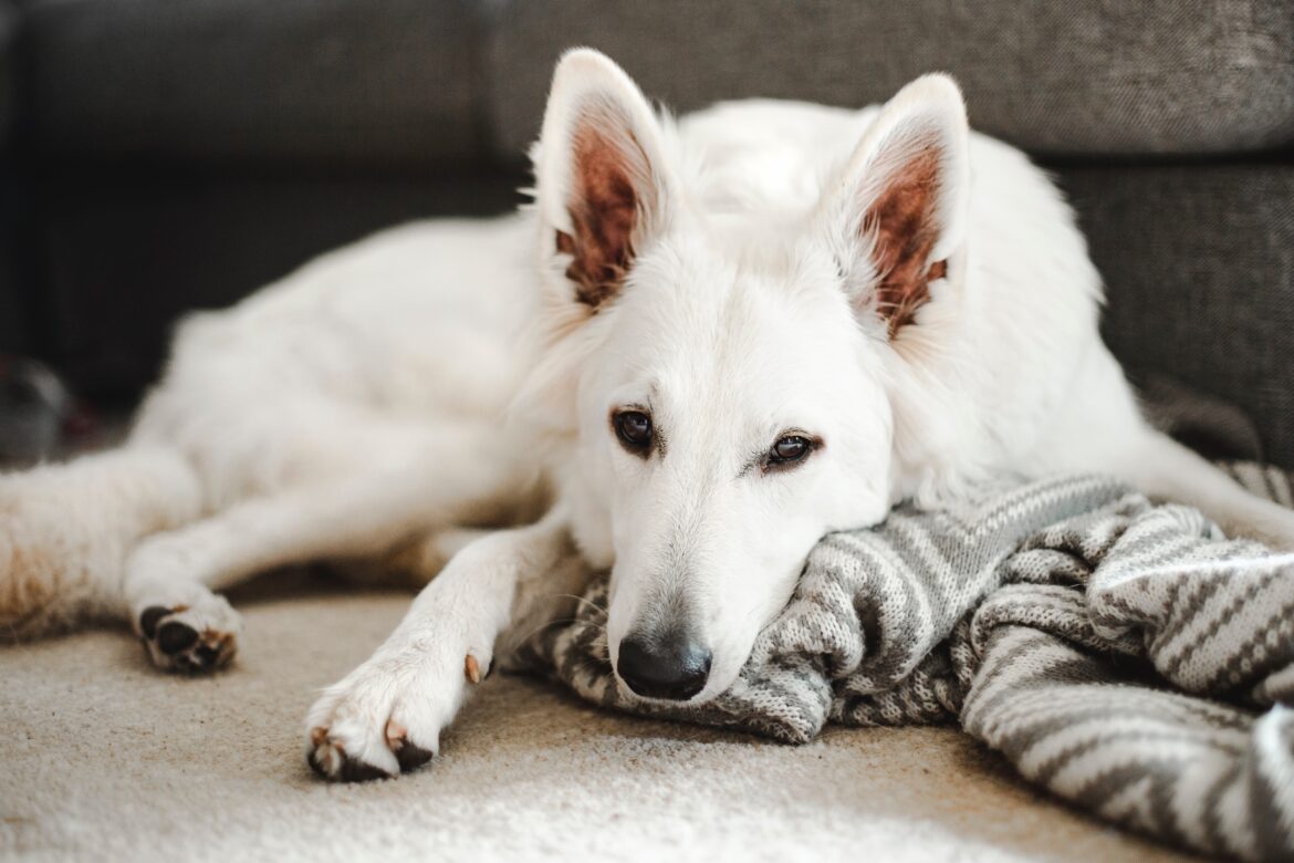 malin-k-uTkSTBYxKGE-unsplash (1)