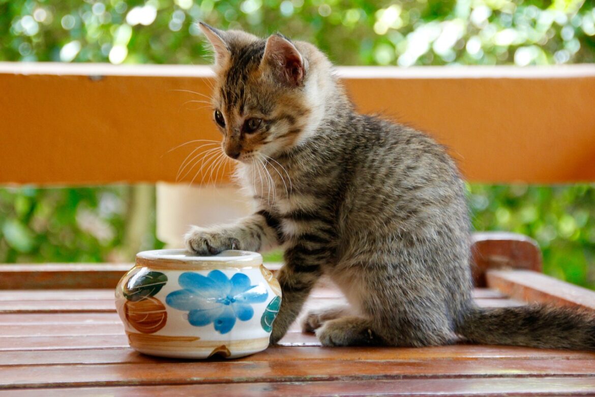 cat-1189813_1280