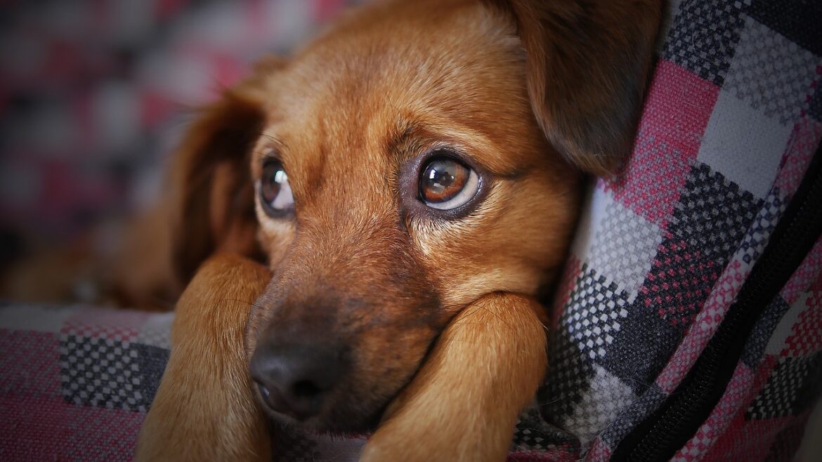 dog-3071334_1280_