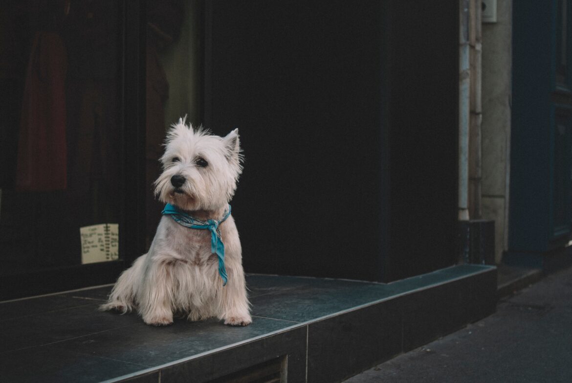 egor-myznik-SYAekxPnSbY-unsplash