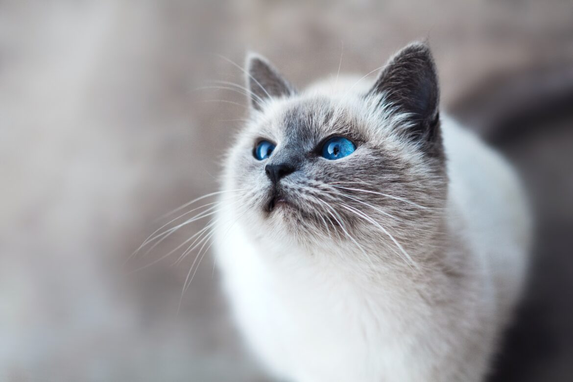 mikhail-vasilyev-IFxjDdqK_0U-unsplash (2)