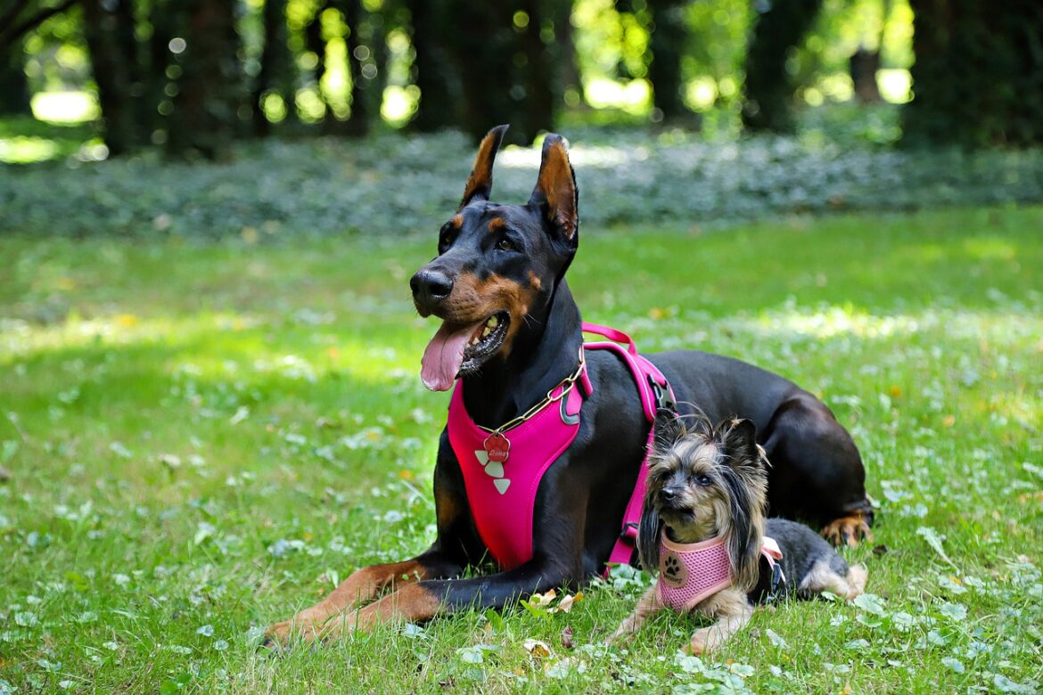 yorkie-4543865_1280