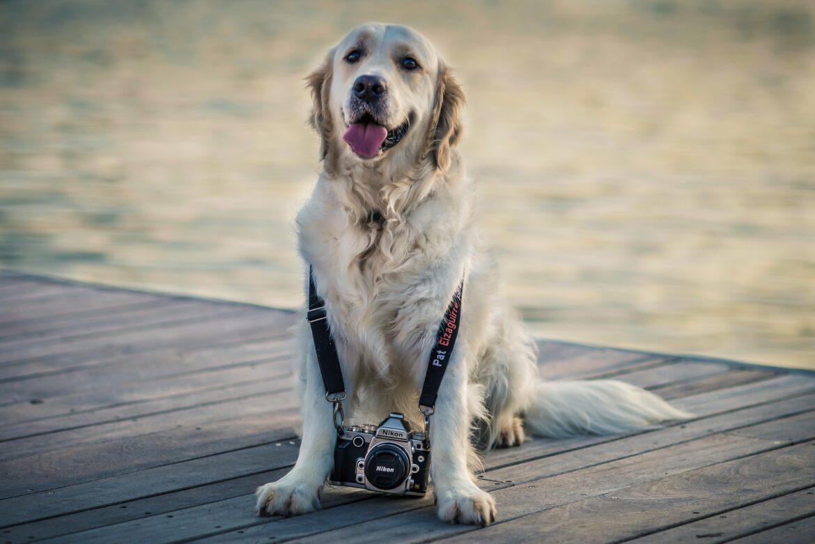 golden-retriever-g2c0ca2c3b_1920