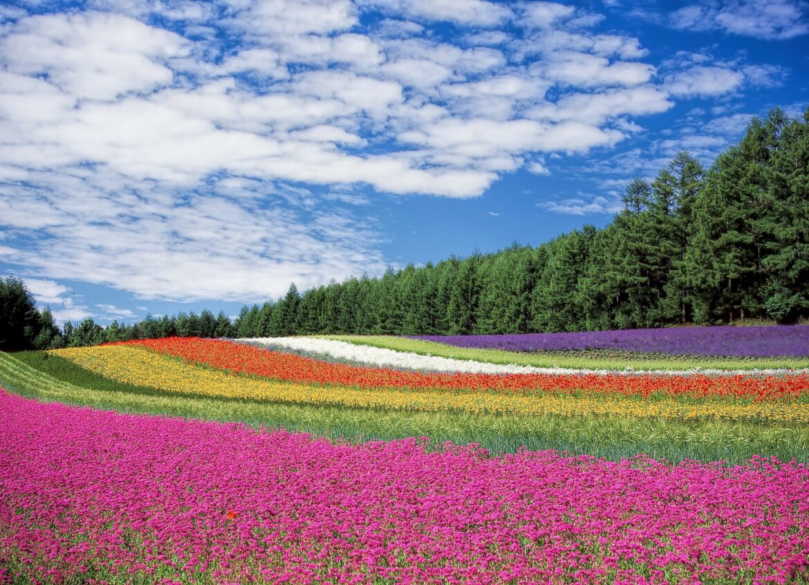 flower-field-ga587491e2_1920