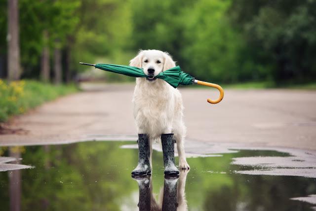 22最新版 関東雨の日犬とお出かけスポット 梅雨時でもペットと楽しめる施設紹介 ペットとお出かけ
