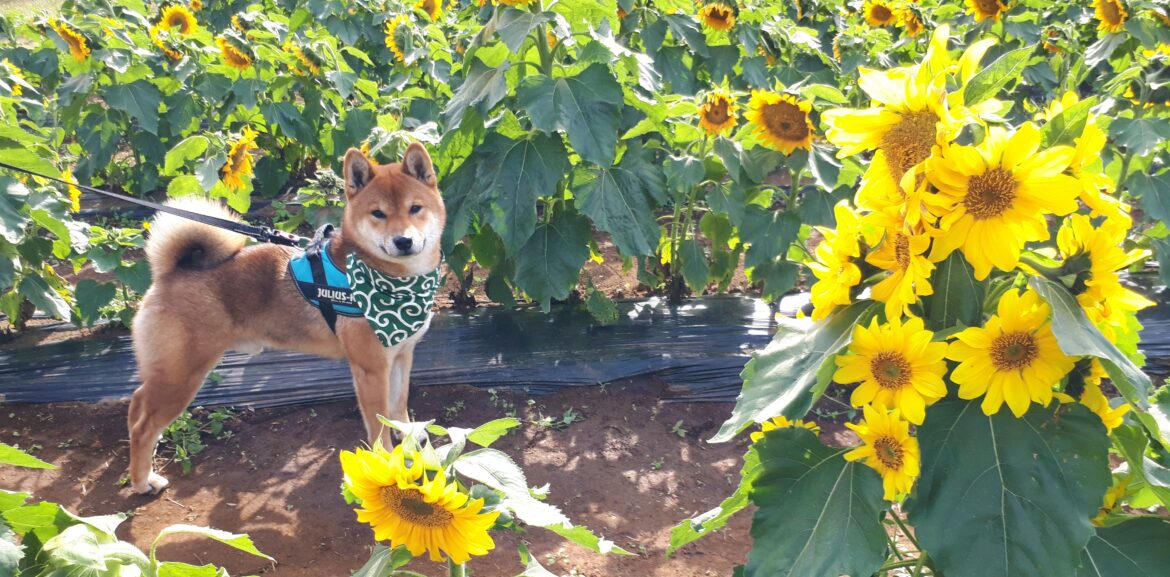 20211107_122729 イバライドひまわり畑