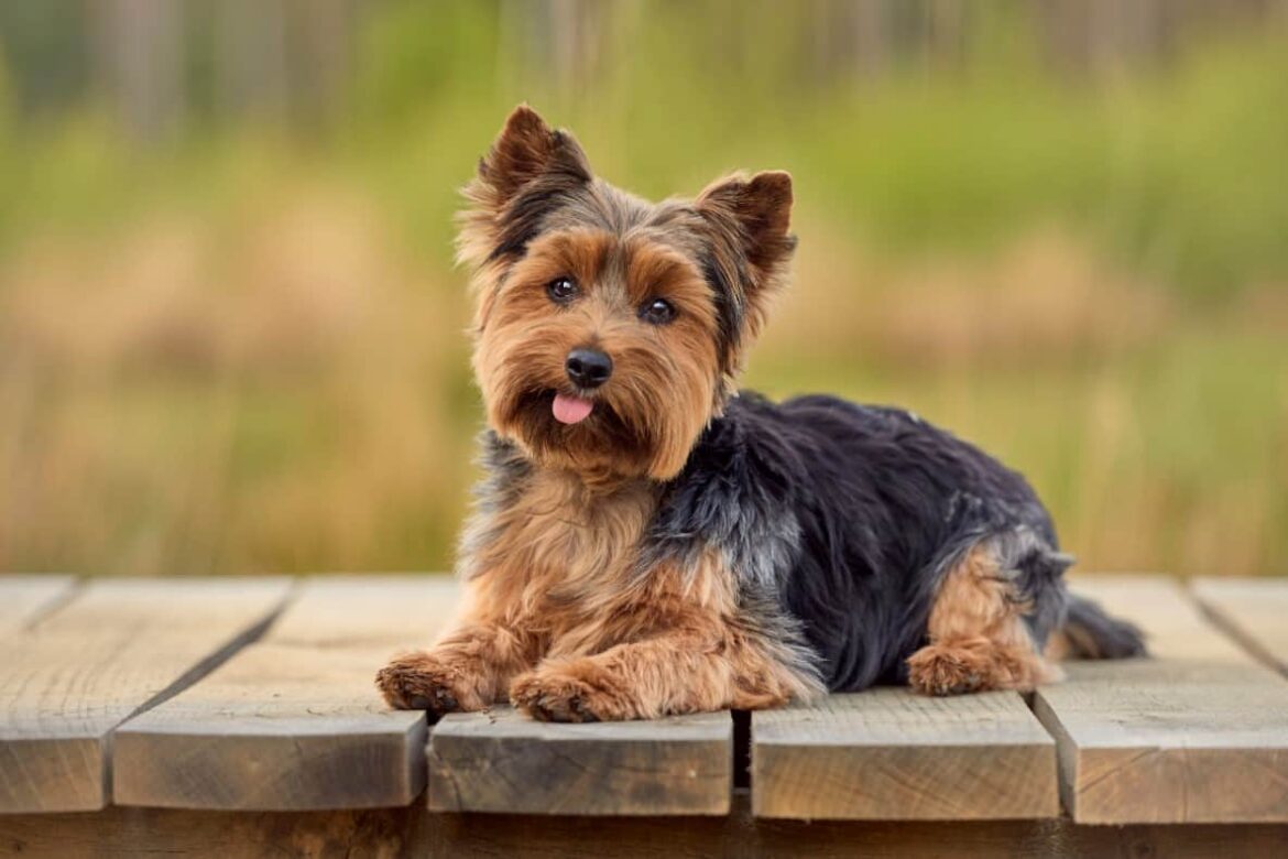 yorkshire-terrier-sitting-on-decking