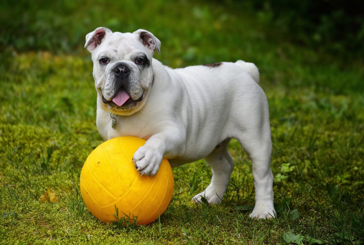 english-bulldog-gef354e132_1920