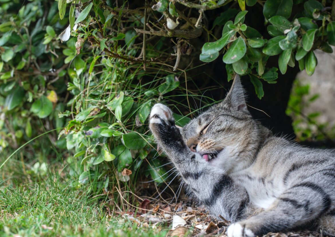 adrian-blondell-_R-T5tKa7RE-unsplash