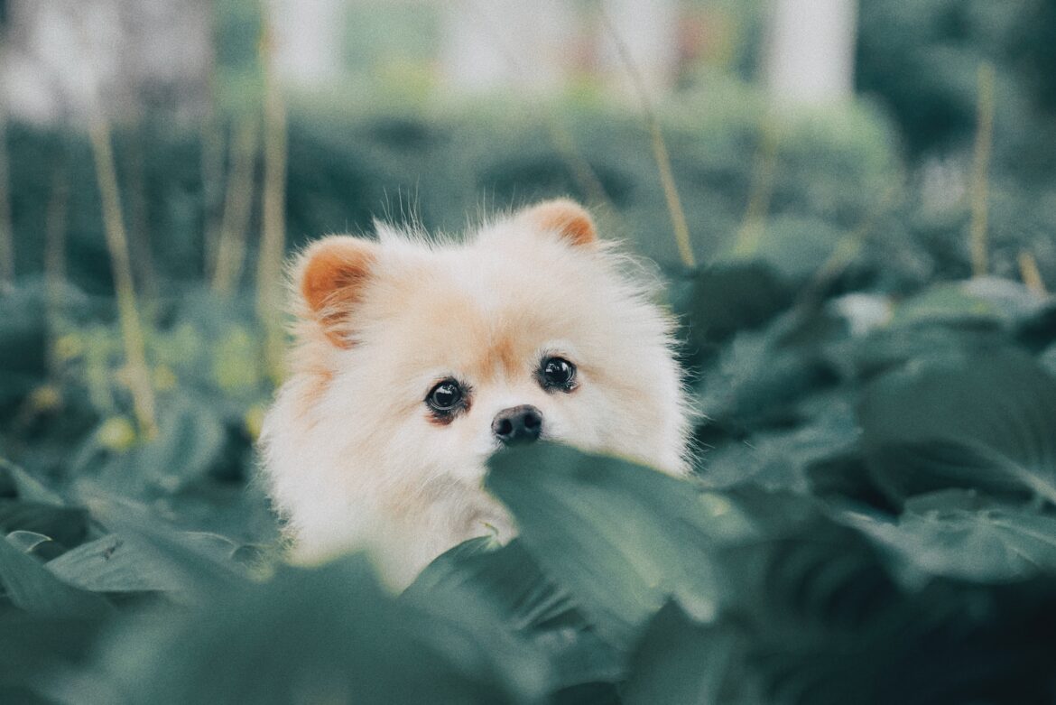alvan-nee-CfDAo3C3bvQ-unsplash