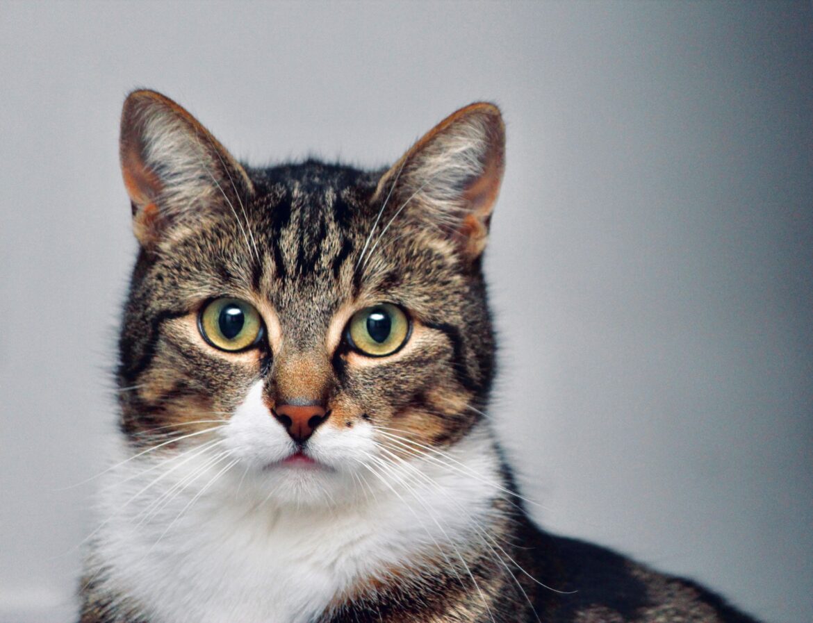 lloyd-henneman-mBRfYA0dYYE-unsplash