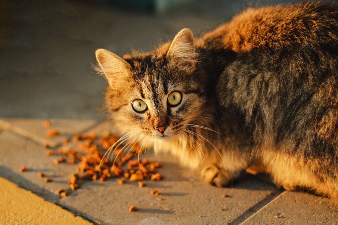 anna-kumpan-wDfWGgQl9iU-unsplash