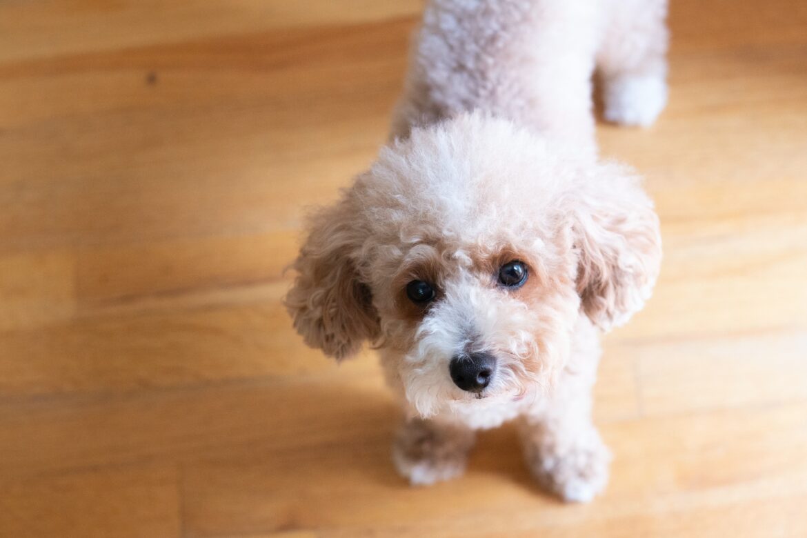 casey-chae-JIPHt9TnoRE-unsplash