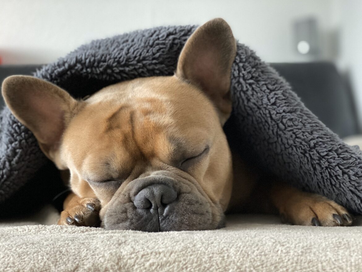 french-bulldog-gc93c4c07d_1920