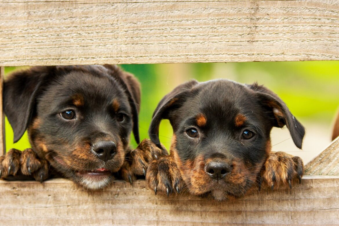 rottweiler-g79f4a1e76_1920