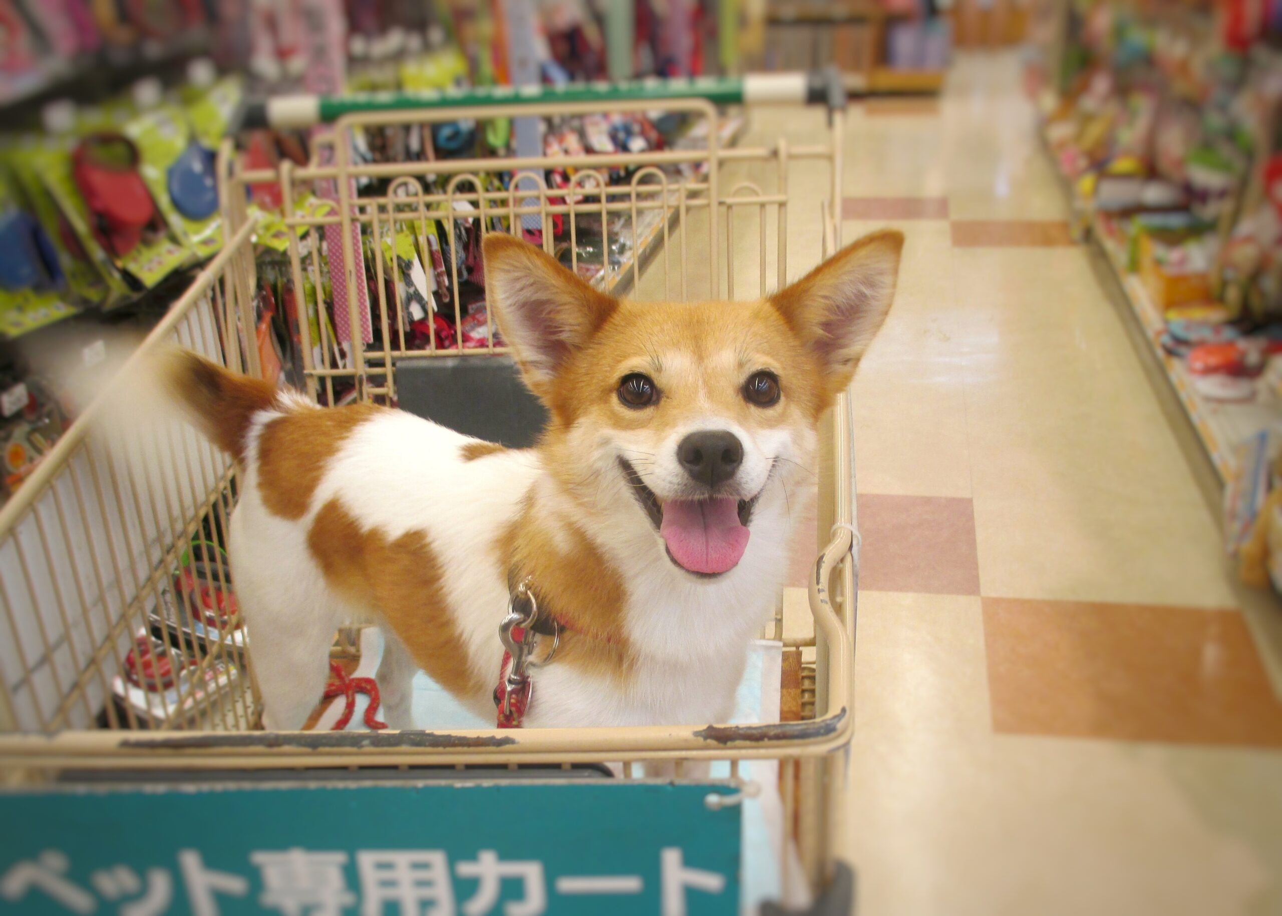 犬 と 買い物